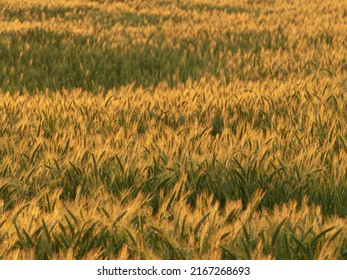 Grain Ears On A Sunny Evening, Lit By The Warm Light Of The Setting Sun. It Is Raining, Drops Of Water Glisten On The Ears.