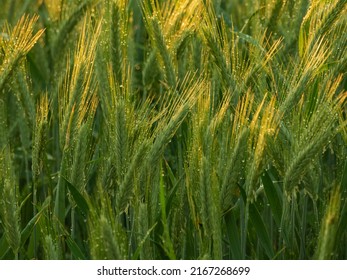 Grain Ears On A Sunny Evening, Lit By The Warm Light Of The Setting Sun. It Is Raining, Drops Of Water Glisten On The Ears.