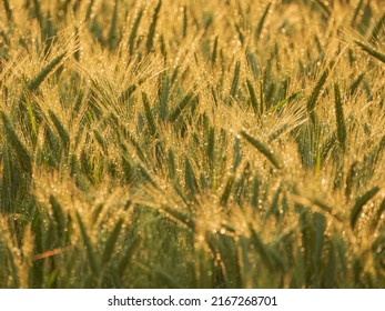 Grain Ears On A Sunny Evening, Lit By The Warm Light Of The Setting Sun. It Is Raining, Drops Of Water Glisten On The Ears.