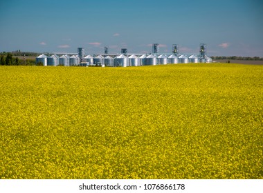 Grain elevator behind field of rapeseed blossoming.