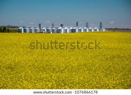 Grain elevator behind field of rapeseed blossoming.