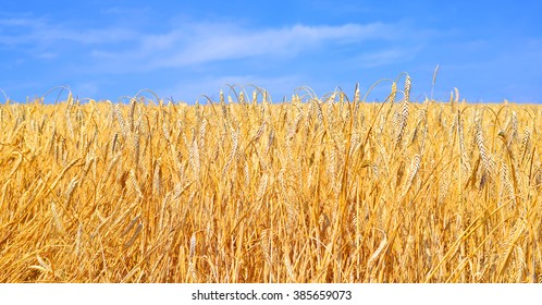 Grain Field