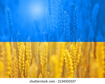 Grain field in the colors of the flag of Ukraine. Solidarity with Ukraine