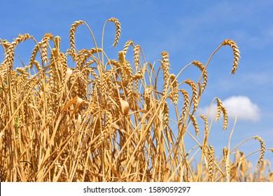 Grain field in the rural landscape - Shutterstock ID 1589059297