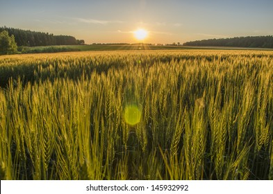 Grain Field In The Sundown. 