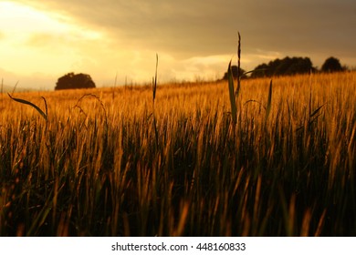 Grain Field Sunset Stock Photo 448160833 | Shutterstock