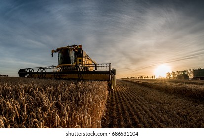 Grain Harvest Combine Harvester