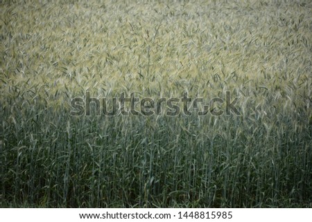 Similar – Image, Stock Photo wheat field