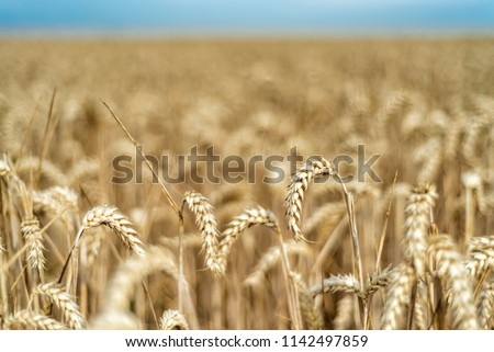 Similar – Wheat field in bright sunshine