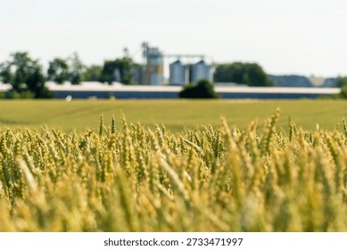 Grain Processing Plant Seen From Wheat Field During Daytime in Agricultural Area