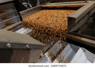 Grain sorting machine, Paddy machine sorts grains of one crop, separates grain peeling products. grain quality concept - Powered by Shutterstock