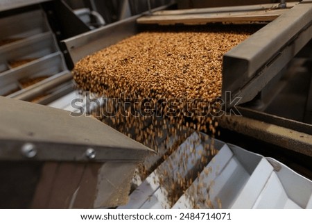 Grain sorting machine, Paddy machine sorts grains of one crop, separates grain peeling products. grain quality concept