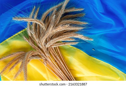 grain wheat and spikelets on a blue background. Ukrainian grain and problems of blockade of ports. - Shutterstock ID 2163321887