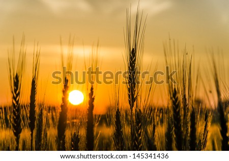 Grainfield in the sun.