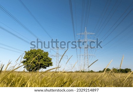 Grainfield with tree and power pylons - Landscape with plants and steel constructions