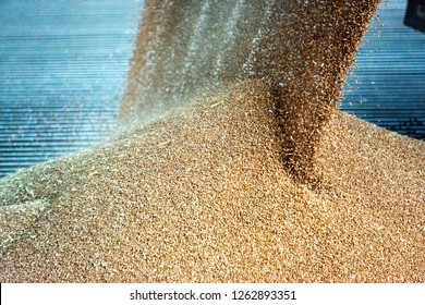 Getreide, das in einem landwirtschaftlichen Silo zur Lagerung und Trocknung geliefert wird