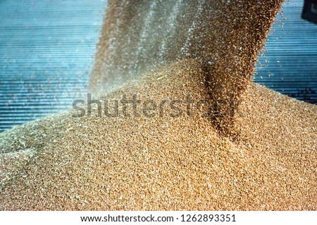 Grains, cereal being delivered at a agricultural silo for storage and drying