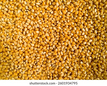 grains of corn close up