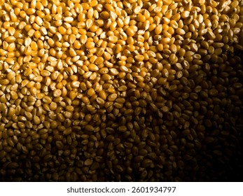 grains of corn close up