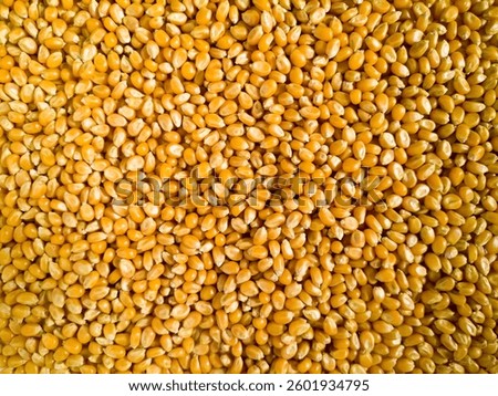 grains of corn close up