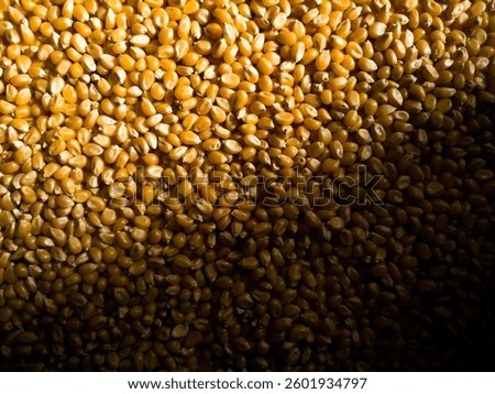 grains of corn close up