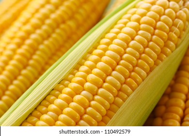 Grains Of Ripe Corn