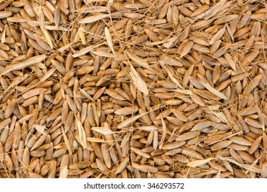 Grains Of Rye