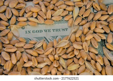 Grains Of Wheat On The Background Of A Dollar Bill. Selective Focus On Words: In God We Trust. Macro Photo