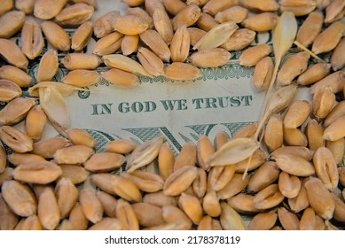 Grains Of Wheat On The Background Of A Dollar Bill. Selective Focus On Words: In God We Trust. Macro Photo