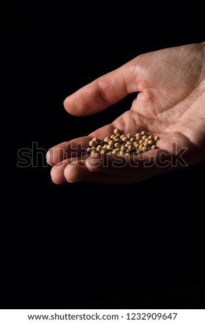 Grains of yellow pepper in a woman's hand on black background 