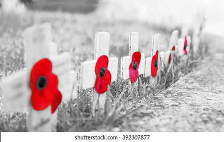 GRAINY BLACK & WHITE WITH RED POPPIES -  Remembrance Day Poppies on wooden crosses, on frosty grass