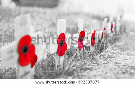 GRAINY BLACK & WHITE WITH RED POPPIES -  Remembrance Day Poppies on wooden crosses, on frosty grass