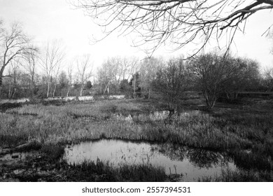 Grainy monochrome film capturing bare trees reflecting in the wetlands of middlesex filter beds nature reserve along the river lea, creating a serene winter landscape - Powered by Shutterstock