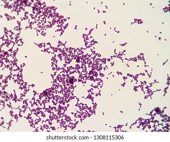 Gram Positive Cocci High Res Stock Images Shutterstock