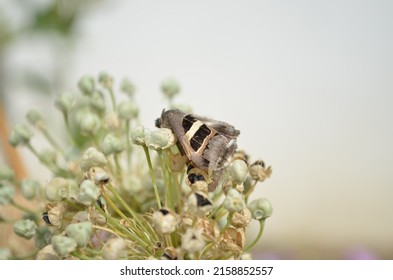 Grammodes stolida, the geometrician, is a moth of the family Erebidae. India Asia. Summer season. Brown black with basal patch. Grey. Lepidoptera animalia insecta Arthropoda.