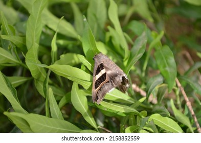 Grammodes stolida, the geometrician, is a moth of the family Erebidae. India Asia. Summer season. Brown black with basal patch. Grey. Lepidoptera animalia insecta Arthropoda.