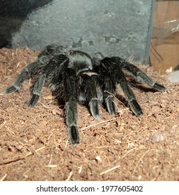 Grammostola Pulchra Black Tarantula In A Terrarium As A Pet