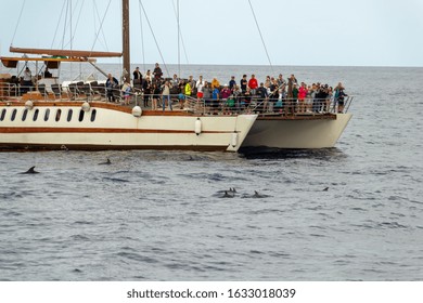 Gran Canaria, Spain - 11 Jan, 2020: Many Tourists On A Large Catamaran Looking At Dolphins Swimming