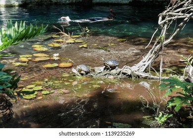 Gran Cenote Tulum Mexico Stock Photo 1139235269 | Shutterstock