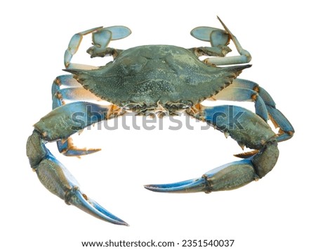granchio blu, blue crab isolated on white background