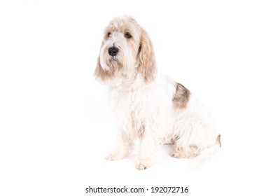 can petit basset griffon vendeen be white