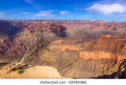 The Grand Canyon, AZ, USA - Tree Growing on the Edge of the Grand Canyon with Panoramic View of the Valleys and Mountains
