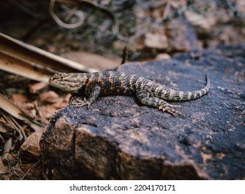 Grand Canyon Common Sagebrush Lizard