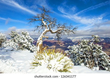 The Grand Canyon National Park In Snow