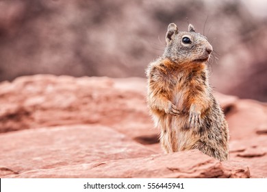 Grand Canyon squirrel wildlife. Cute furry animal looking at camera at Grand Canyon, tourist attraction. - Powered by Shutterstock