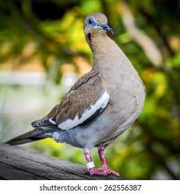 Grand Cayman Bird