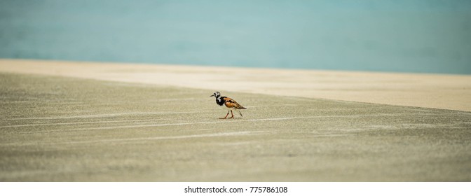 Grand Cayman Bird