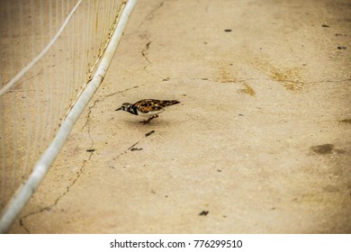 Grand Cayman Bird