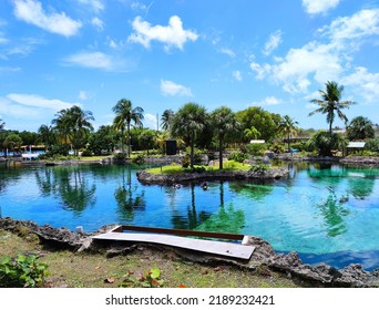 Grand Cayman, Cayman Islands - July 30, 2022: Turtle Lagoon Of Cayman Turtle Centre (former Turtle Farm) In West Bay Of Grand Cayman Island. Area Of Swim And Snorkel With Green Sea Turtles And Fishes 