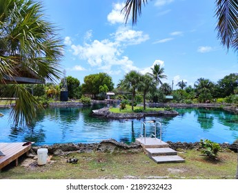 Grand Cayman, Cayman Islands - July 30, 2022: Turtle Lagoon Of Cayman Turtle Centre (former Turtle Farm) In West Bay Of Grand Cayman Island. Area Of Swim And Snorkel With Green Sea Turtles And Fishes 